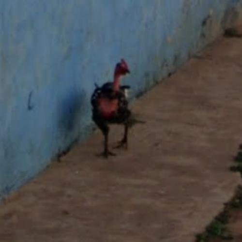Spain - chicken road game