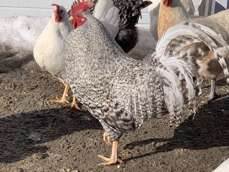 Spel met een kick: Ontdek de beste kenmerken van Chicken Road Casino in Netherlands